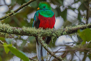 Quetzal, Costa Rica © Karim Ouhaik | 123RF.com Quetzal, Costa Rica © Karim Ouhaik | 123RF.com