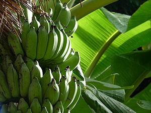 Costa Rica Bananen © tropical-travel.com