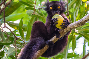 Reiseführer Madagascar