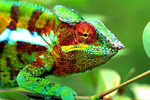 Madagaskar Chamäleon © Jean Louis Vandevivère | Wikimedia