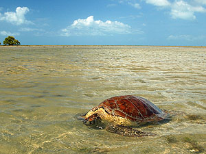 Meeresschildkröte nach der Eiablage, Sri Lanka © Augusto Miranda Martins | Dreamstime.com Meeresschildkröte nach der Eiablage, Sri Lanka © Augusto Miranda Martins | Dreamstime.com