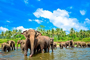 Sri Lanka Elefantenherde © Surunga Weeratunga | 123RF.com