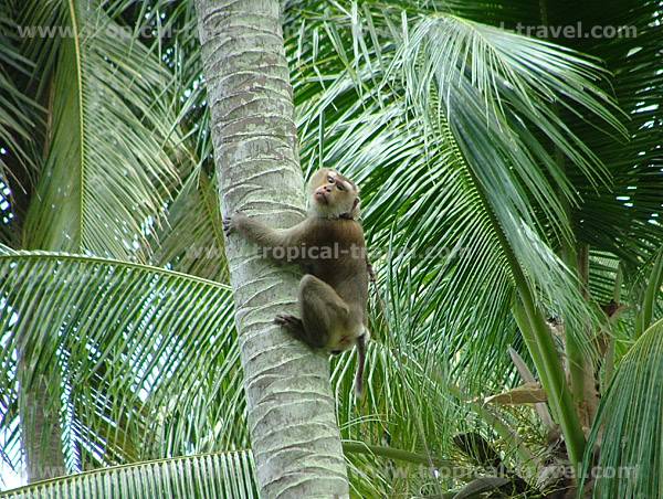 Koh Kut Koh Kut