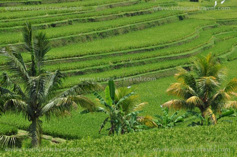 Bali Bali