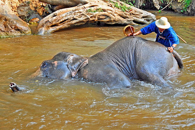 Maesa Elephant Camp Chiang Mai - Dennis Jarvis from Halifax, Canada - https://commons.wikimedia.org Chiang Mai