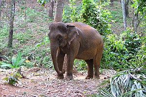 Koh Chang