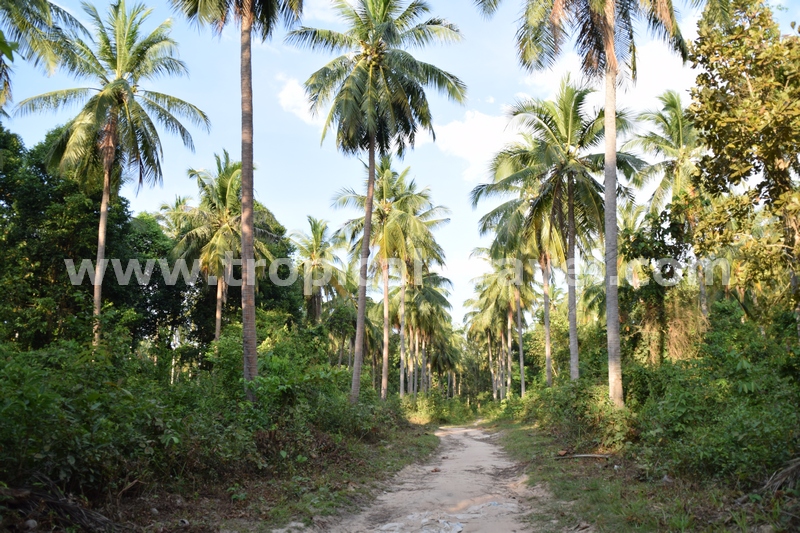 Koh Jum