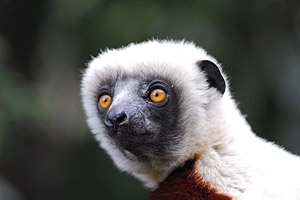 Madagaskar Madagaskar