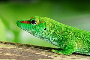 Madagaskar Madagaskar
