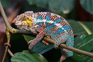 Madagaskar Madagaskar