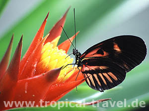 &copy; Edite Artmann | Dreamstime.com