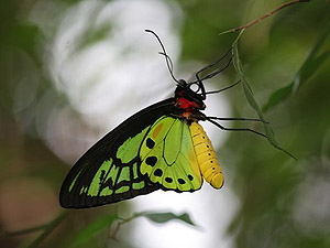Singapur