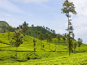 Sri Lanka