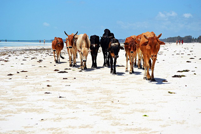 Zanzibar