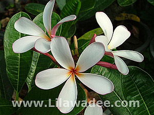 Plumeria  tropical-travel.com