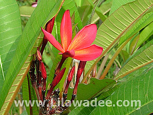 Plumeria  tropical-travel.com