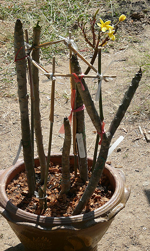 Plumeria cuttings in soil  tropical-travel.com