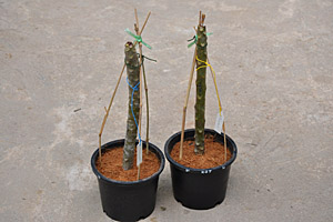 Plumeria cuttings in soil with bamboo sticks  tropical-travel.com