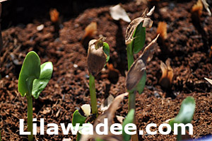 Plumeria seeds sticked into soil  tropical-travel.com