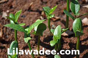 Plumeria seeds and seedlings sticked into soil  tropical-travel.com