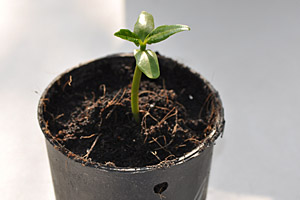 Plumeria seedling in new pot  tropical-travel.com