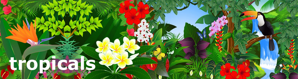 Tropische Pflanzen, blühende Bäume und Sträucher