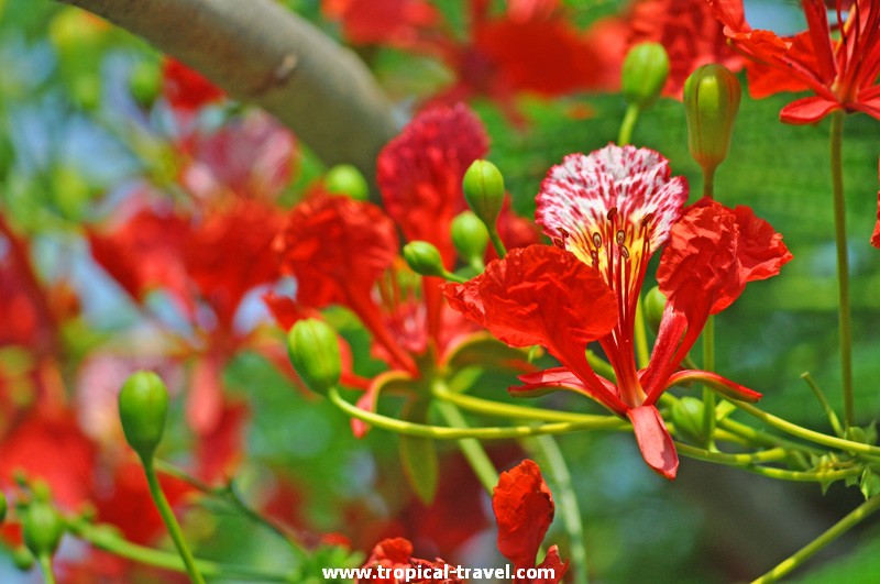 Delonix regia