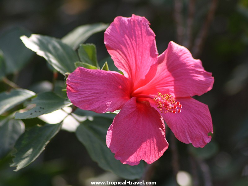 Hibiskus