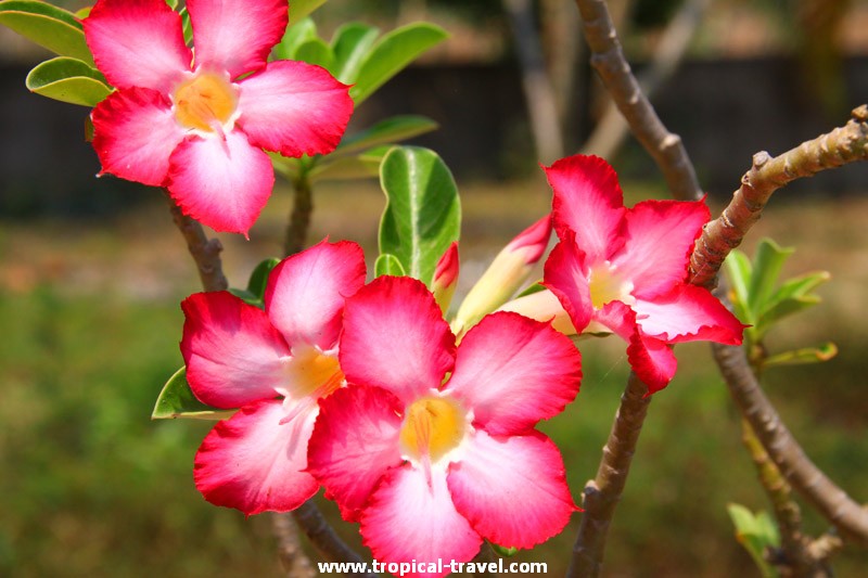Wüstenrose - Adenium Adenium