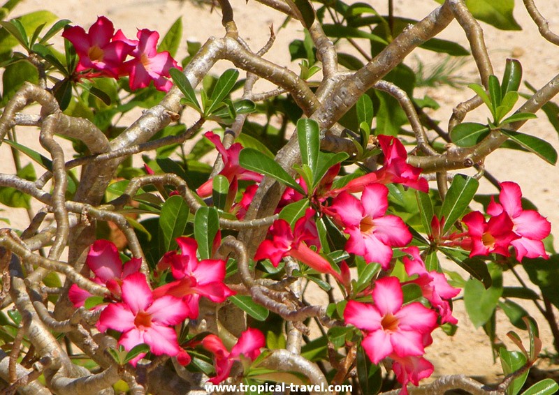 Wüstenrose - Adenium Adenium