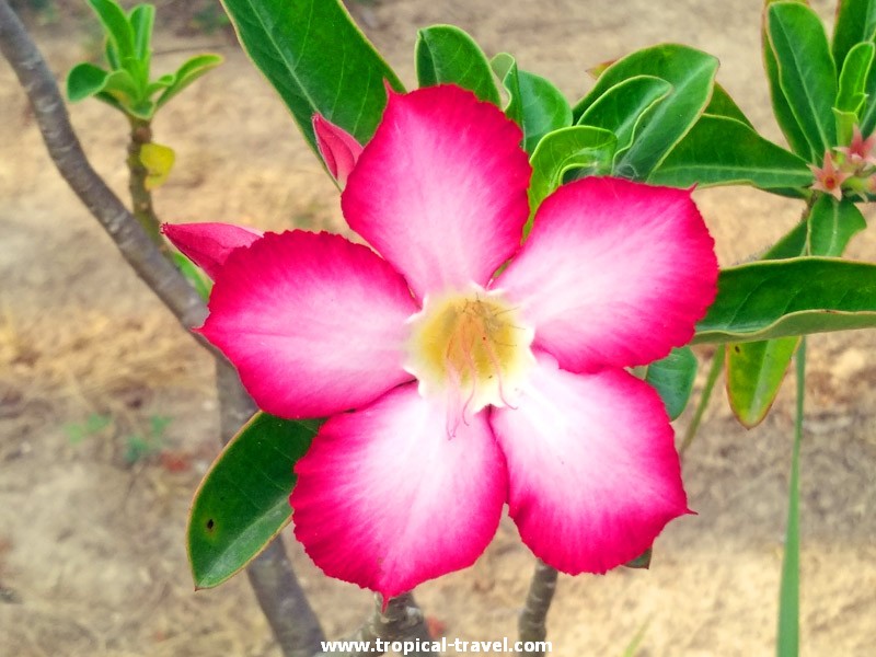 Wüstenrose - Adenium Adenium