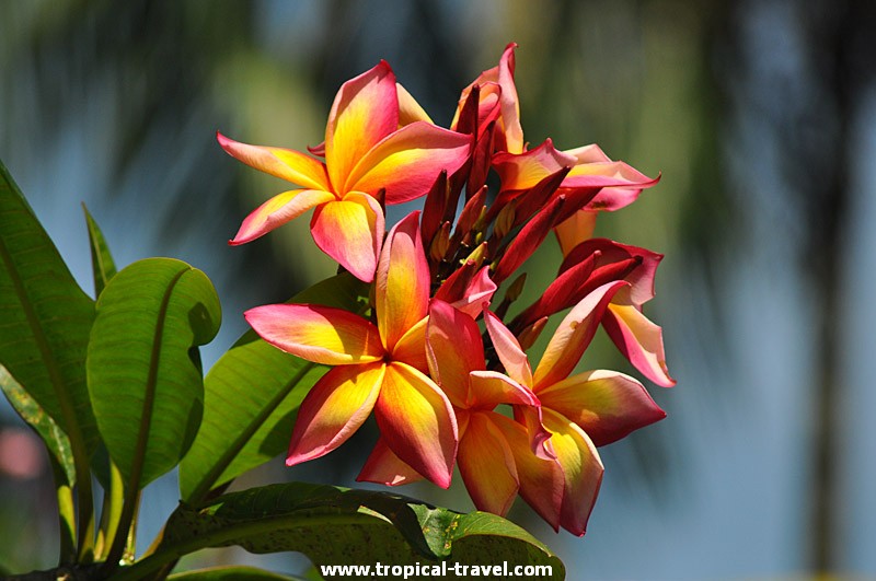 Plumeria