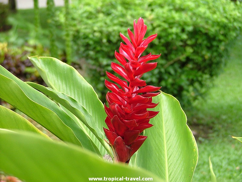 Alpinia