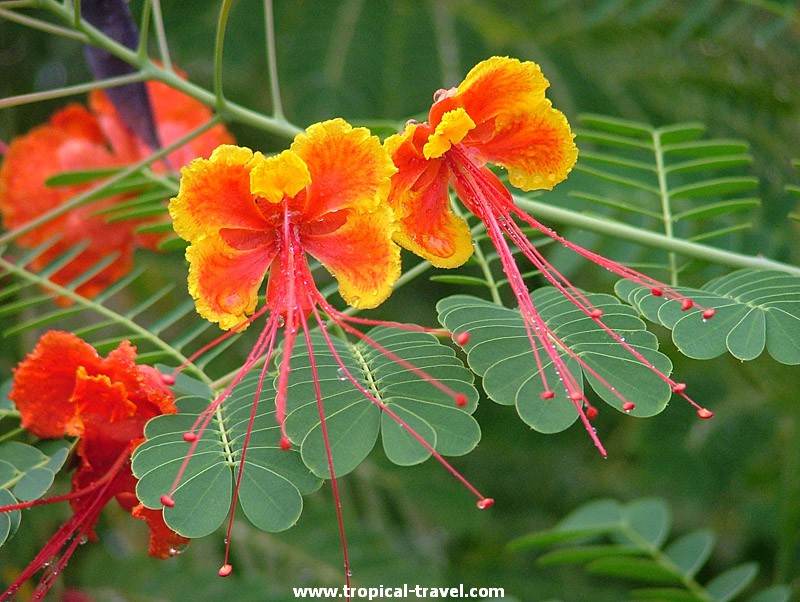 Caesalpinia