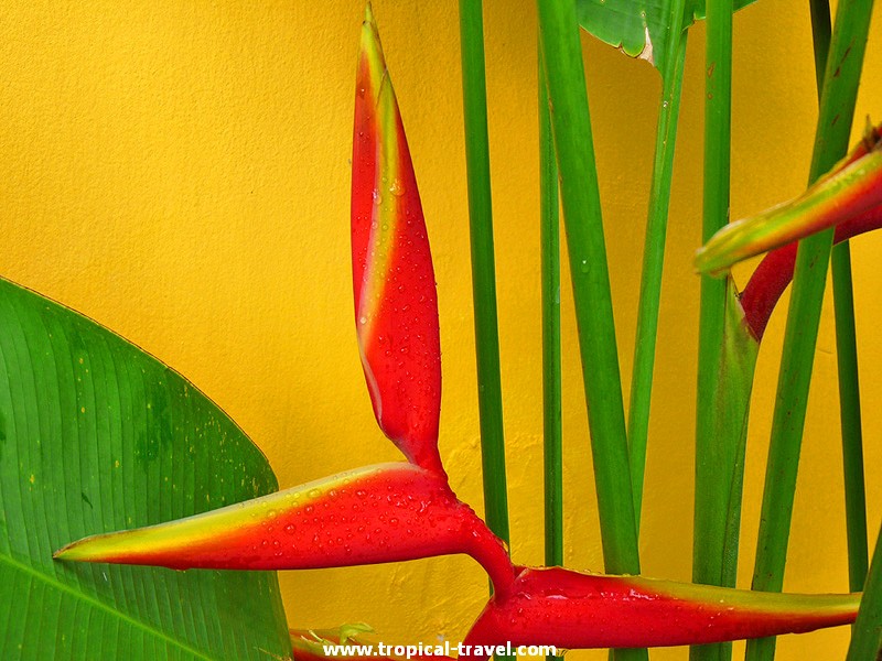 Heliconia