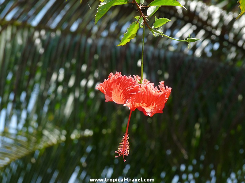 Hibiskus