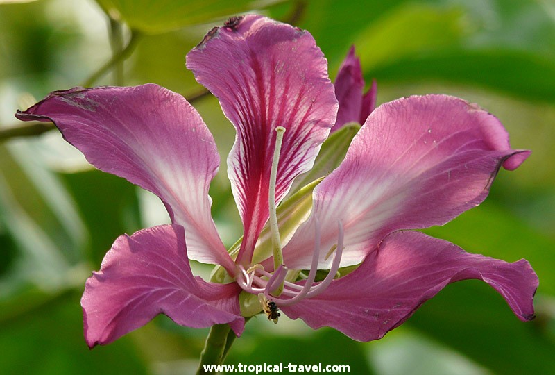 Bauhinia