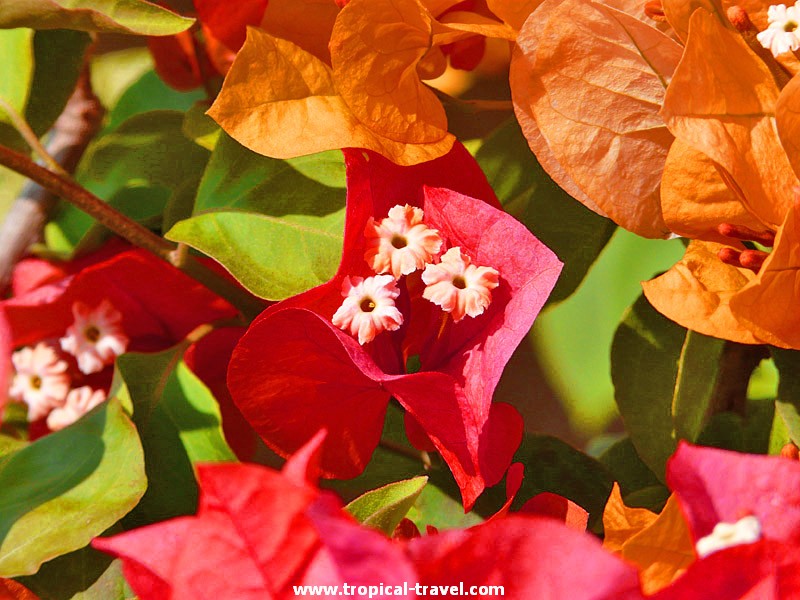 Bougainvillea