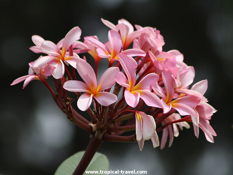 Plumeria