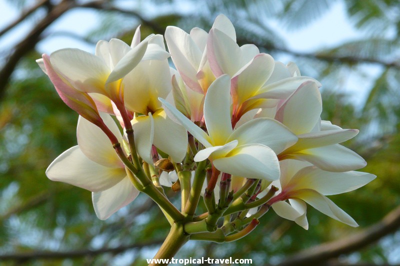 Plumeria