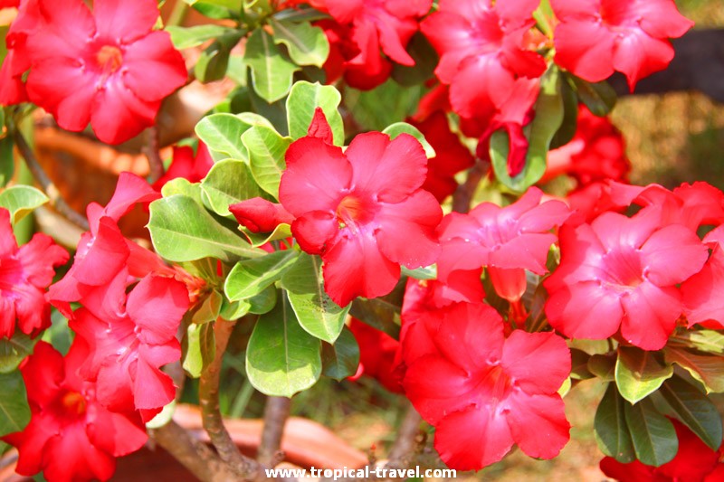 Wüstenrose - Adenium Adenium